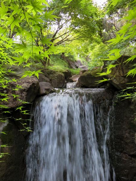 Wild Waterfall