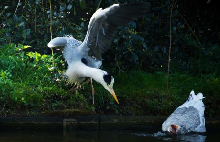 Wild Waterfowl