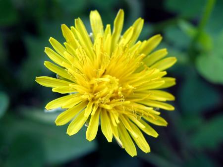 Wild yellow flower