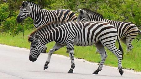 Wild Zebra