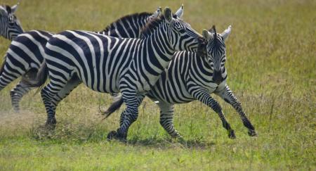 Wild Zebra