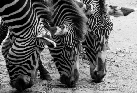 Wild Zebras