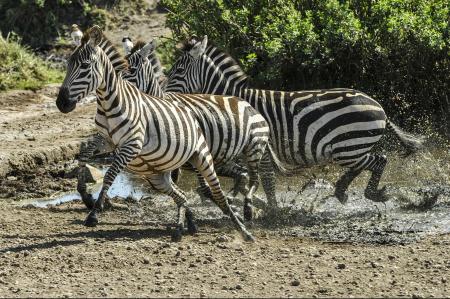 Wild Zebras