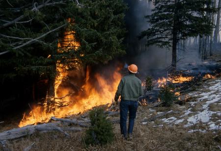 Wildfire in the Jungle