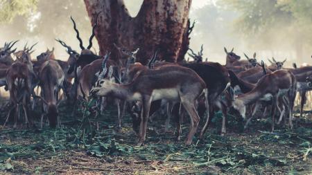 Wildlife Photography of Herd of Gazelle