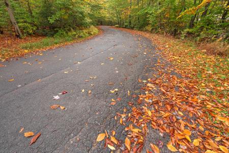 Winding Autumn Forest Road - HDR
