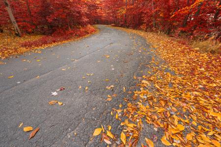 Winding Autumn Forest Road - Ruby Gold HDR