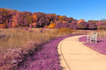 Winding Lavender Fantasy Path - HDR