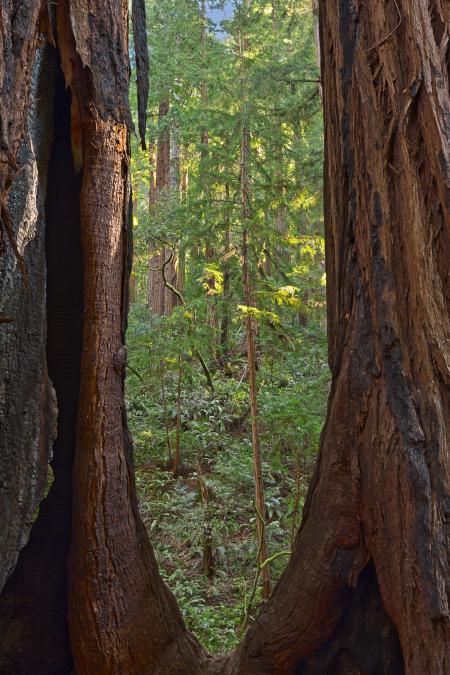 Window to Muir Woods - HDR