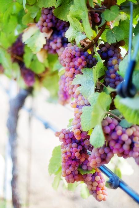 Wine Grapes