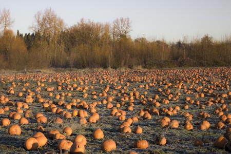 Winter field with pumpkins