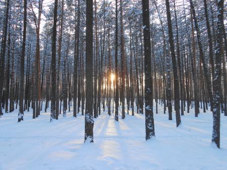 Winter forest