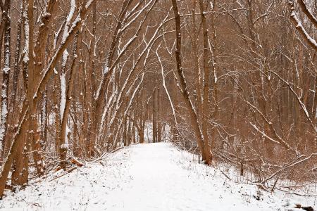 Winter Forest Tipi Trail