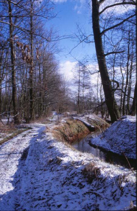 Winter Landscape