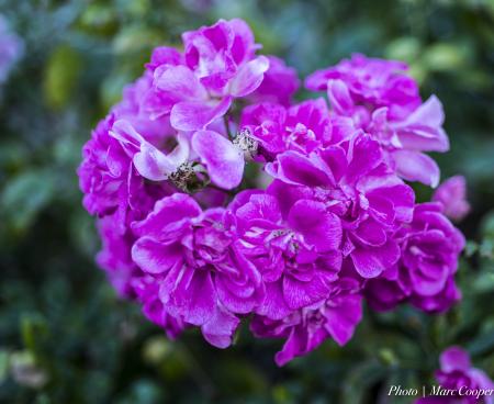 Winter Pink and Purple