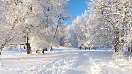 Winter Snow