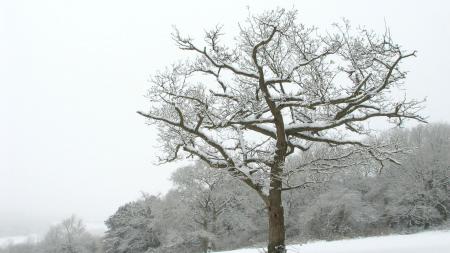 winter tree
