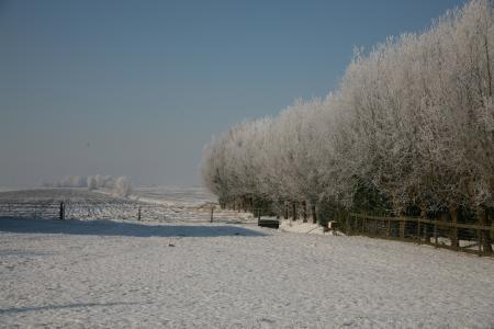 Winter Trees