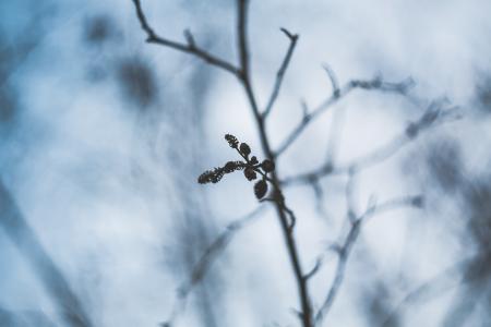 Winter Weathered Flora Wilderness Plant