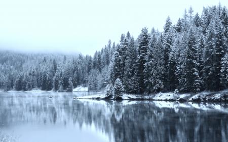 Woods in Winter