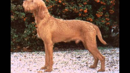 Wirehaired Vizsla