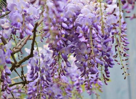 Wisteria Bloom