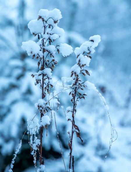 Withered Flower With Ice Particle at Daytime