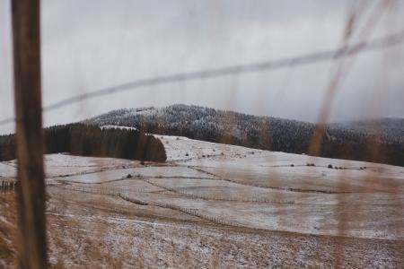 Withered Grass Field at Daytime