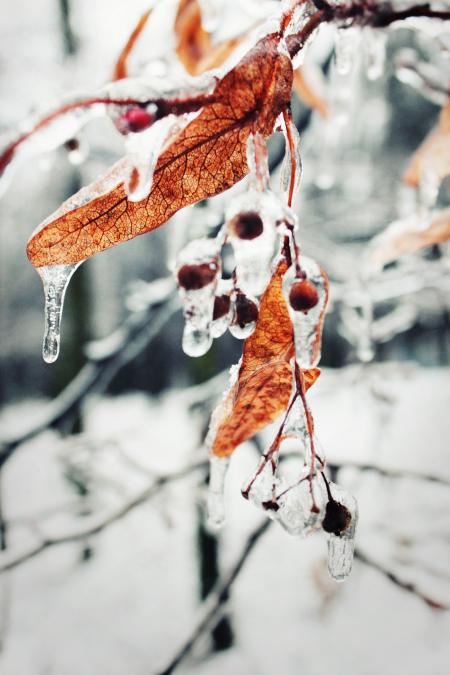 Withered Leaves of Tree Covered With Water Close Photography