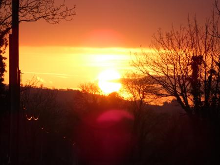 Withered Trees at Dawn