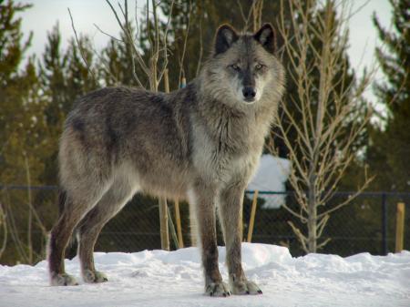 Wolf Behind Grizzly