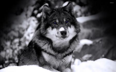 Wolf in Winter