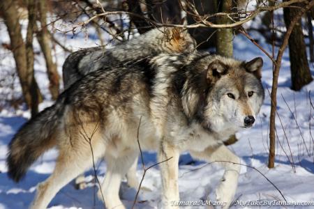 Wolves in Winter