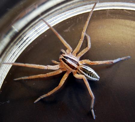 Wolf Spider