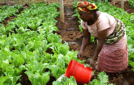 Woman in the Field