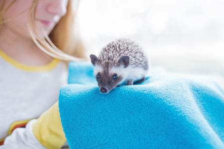 Woman Near Brown and White Rodent