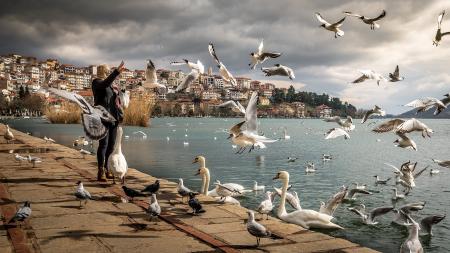 Woman Wearing Black Jacket Standing Near Ocean With Swan and Birds