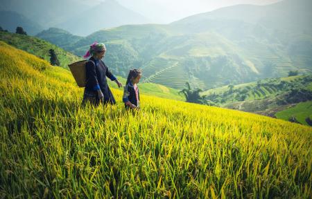 Woman with her Child in the Rice Field