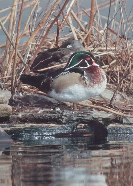 Wood Duck
