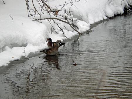 Wood Duck, Aix sponsa