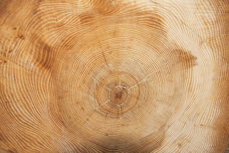 Wood Growth Rings Texture
