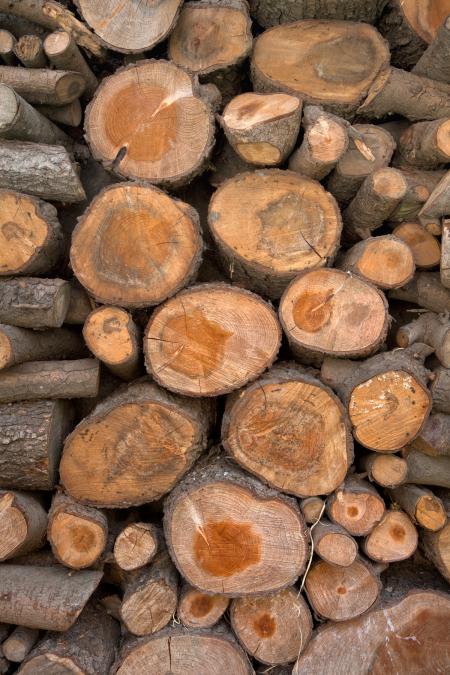 Wood Logs Texture - HDR