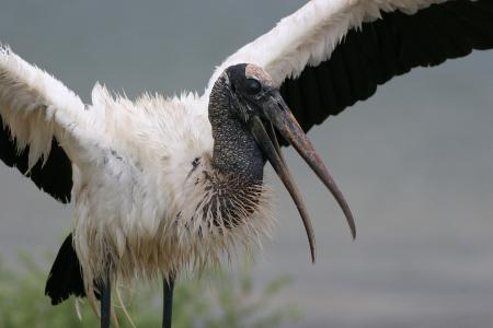 Wood Stork