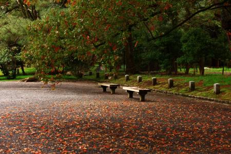 Wooden Benches