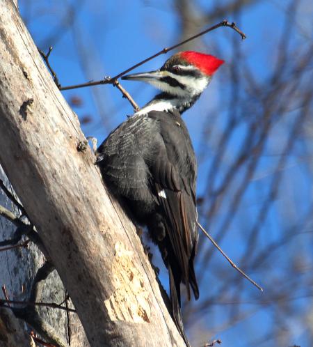 Woodpecker