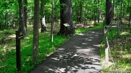 Woods Trail
