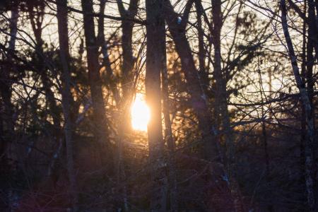 Woodsy Winter Sunset