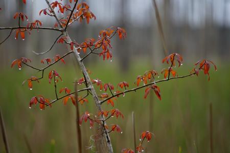 Woody plant brunswick nature park ncwetlands KG (63)