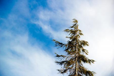 Worm's Eye Photography Green Leaf Tree