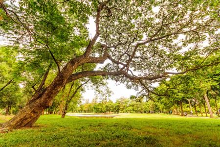 Worm's Eyeview of Tall Tree Under a Gray Sky